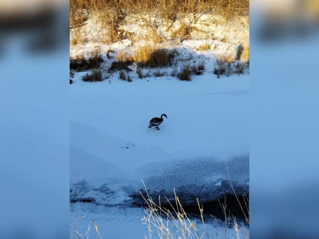    Рядом с рекой в Абдулино обнаружили замерзающего лебедя, который не может улететь