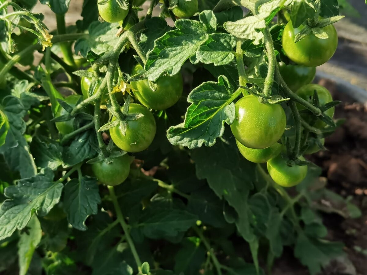 Выращивание томатов на грядке
