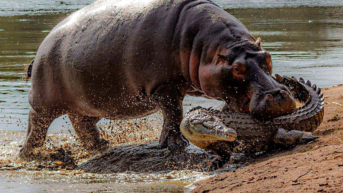 Нильский крокодил против бегемота