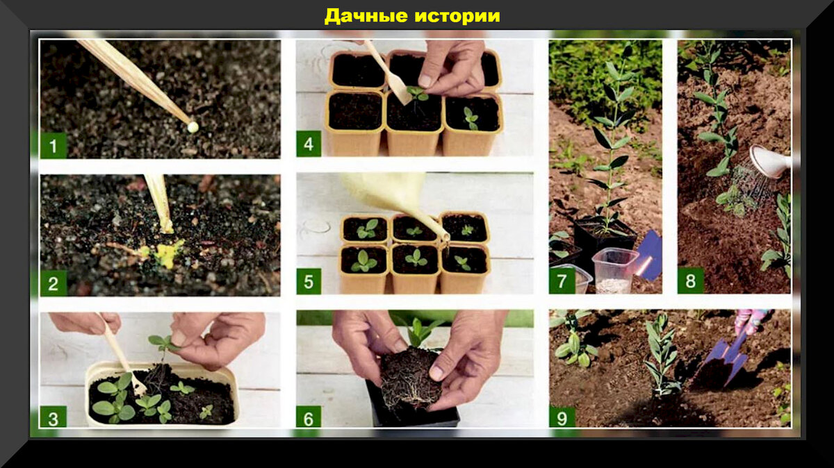 Эустома когда сеять семена на рассаду. Эустома пикировка. Цветы эустома посев семенами.