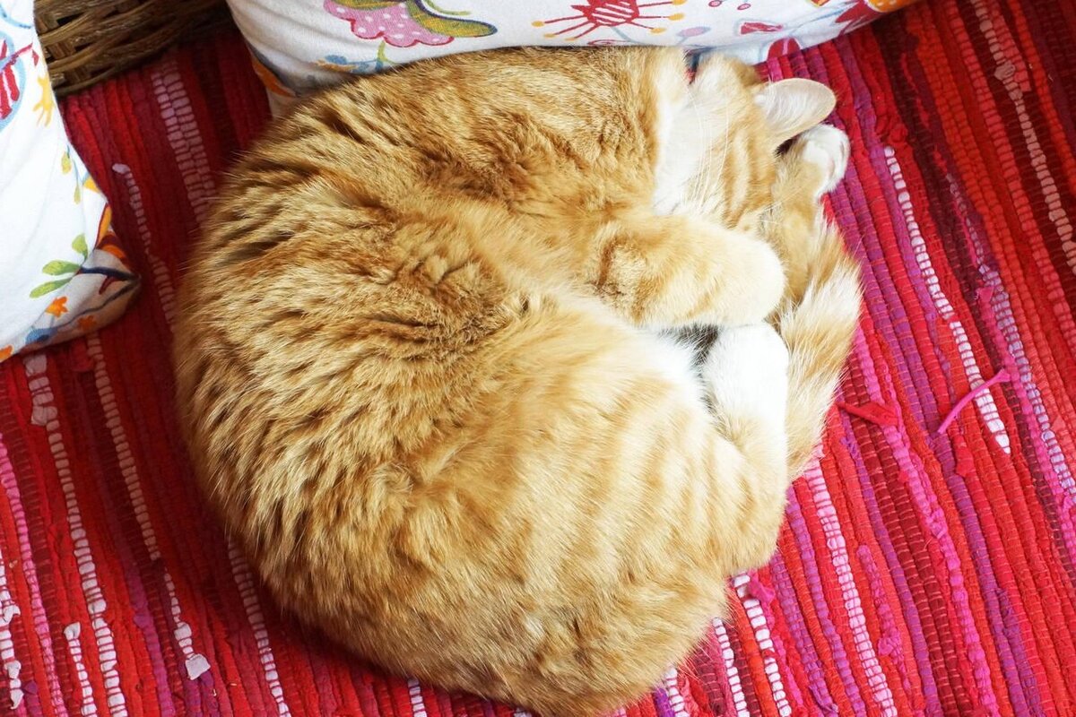 Если питомец обернулся хвостом и спрятал «физиономию» где-то в центре всей конструкции, значит он замёрз. Сильно! А вот если Василий выбрал самое тёплое место в доме (например, батарею), то замёрз он давно и безнадёжно. 