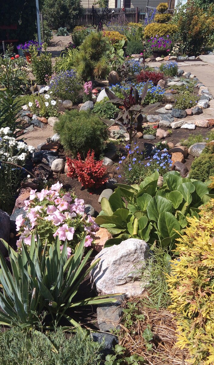 НА  ПЕРЕДНЕМ  ПЛАНЕ  НАСЫПНАЯ  ПРИПОДНЯТАЯ  КЛУМБА,  ОГРАНИЧЕННАЯ  ПОДПОРНОЙ  СТЕНКОЙ  ИЗ  КАМНЕЙ,  НА  ЗАДНЕМ  ПЛАНЕ  МИКС  С  КАМНЯМИ  НА  УРОВНЕ  ПОЧВЫ.  