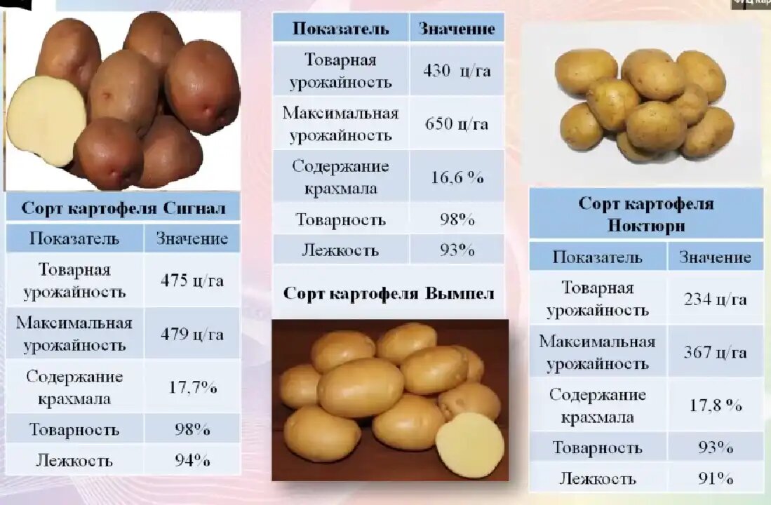 Картофель флагман описание. Селекция картофеля. Картофель удлиненной формы сорта. Сорт картофеля продолговатой формы. Сорт картофеля вытянутой формы.