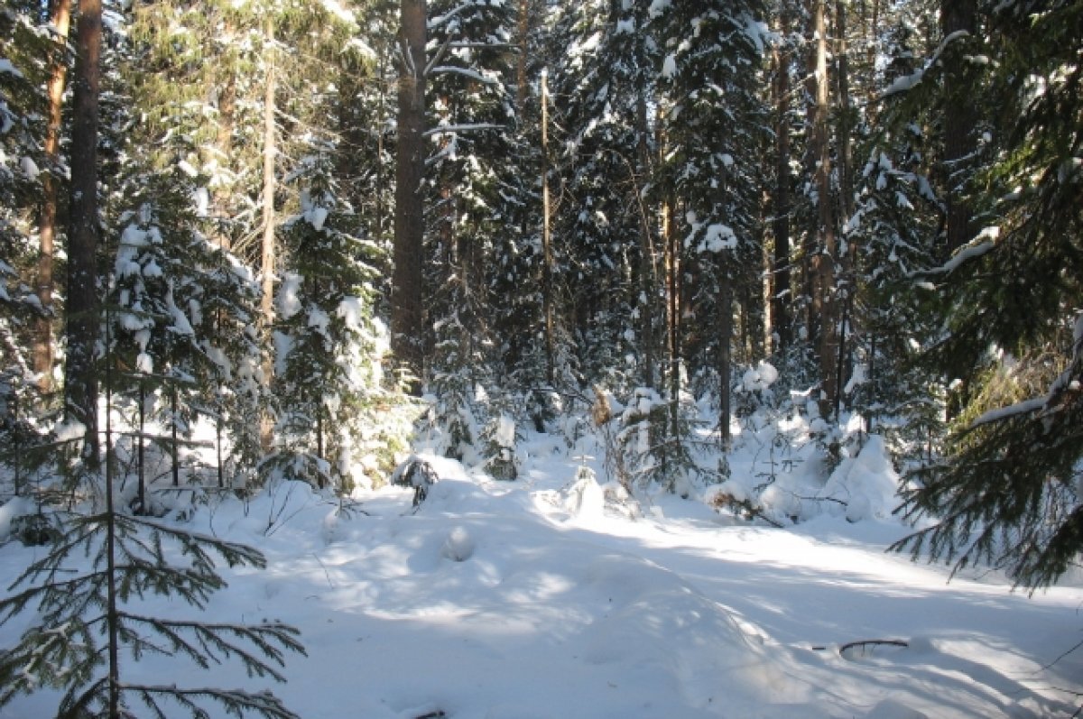    Метеоролог сравнил холода в Пермском крае с похолоданием 2017 г. до - 43°