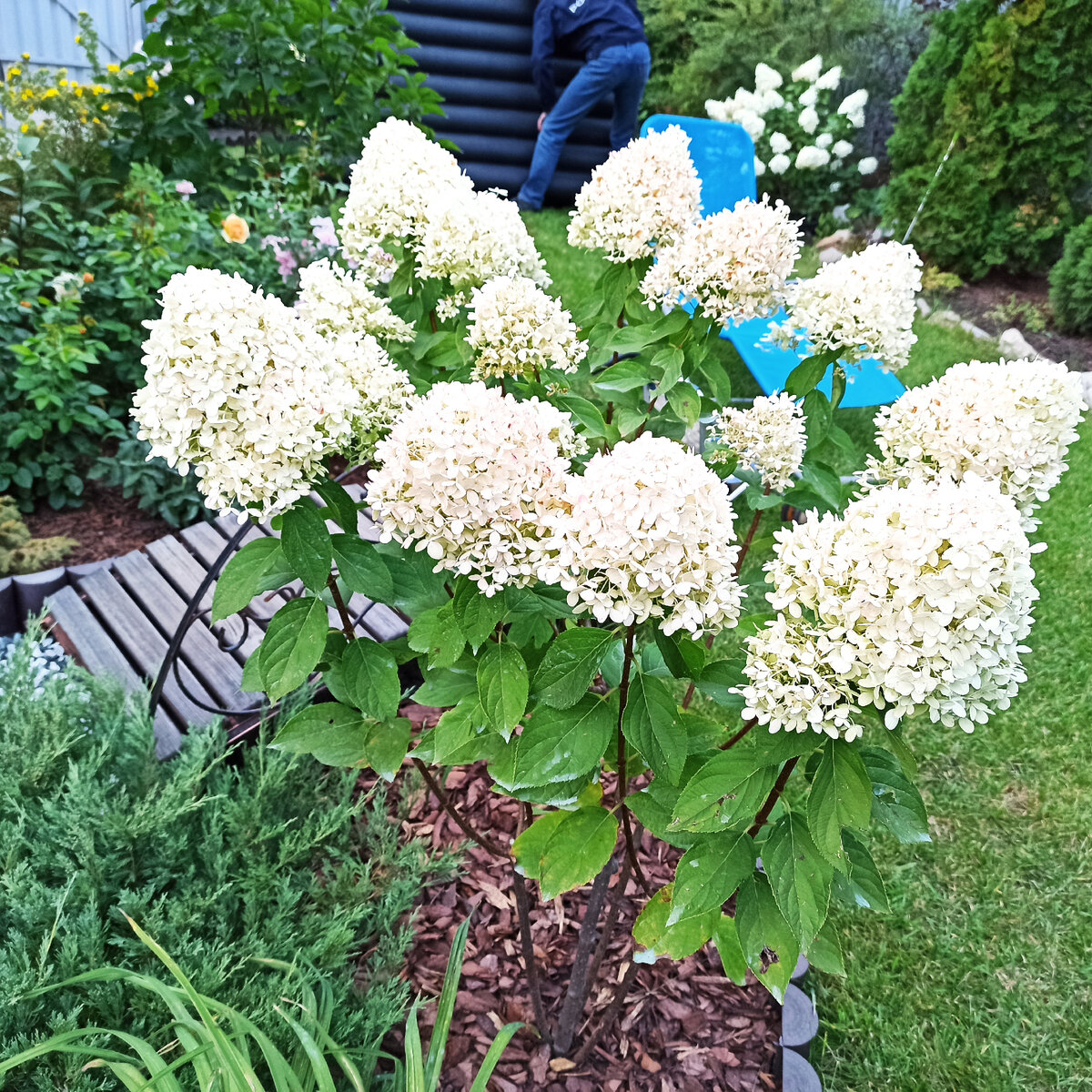 Гортензия Лаймлайт 4 сентября