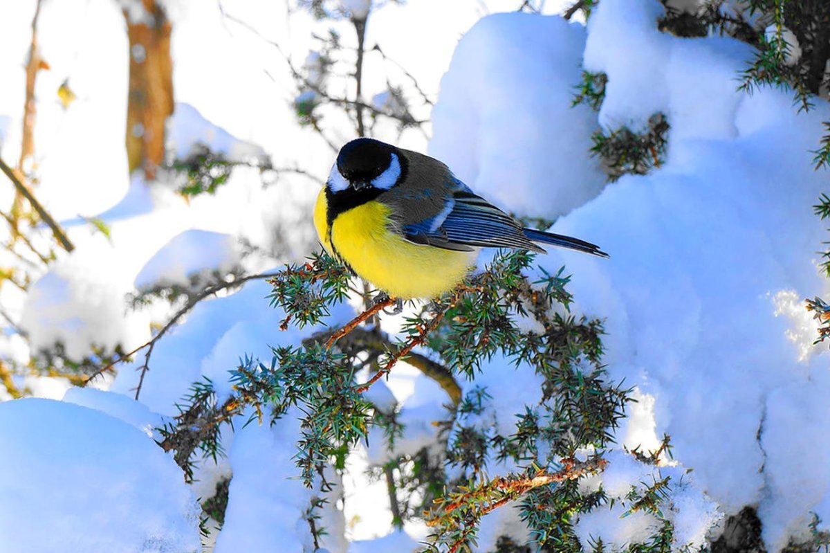 Международный экологический конкурс «Синичкин день – помогаем зимующим птицам!»