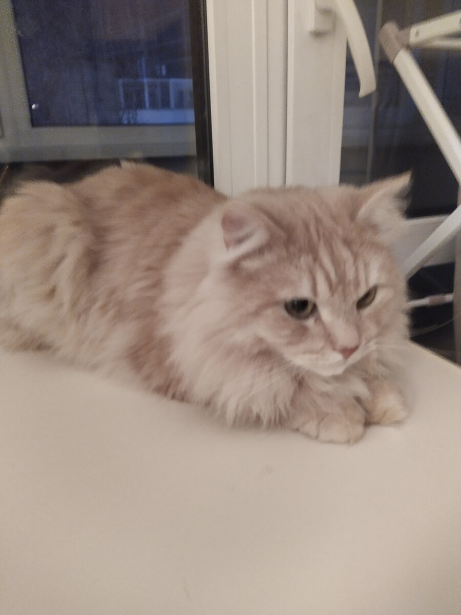 Кортик
