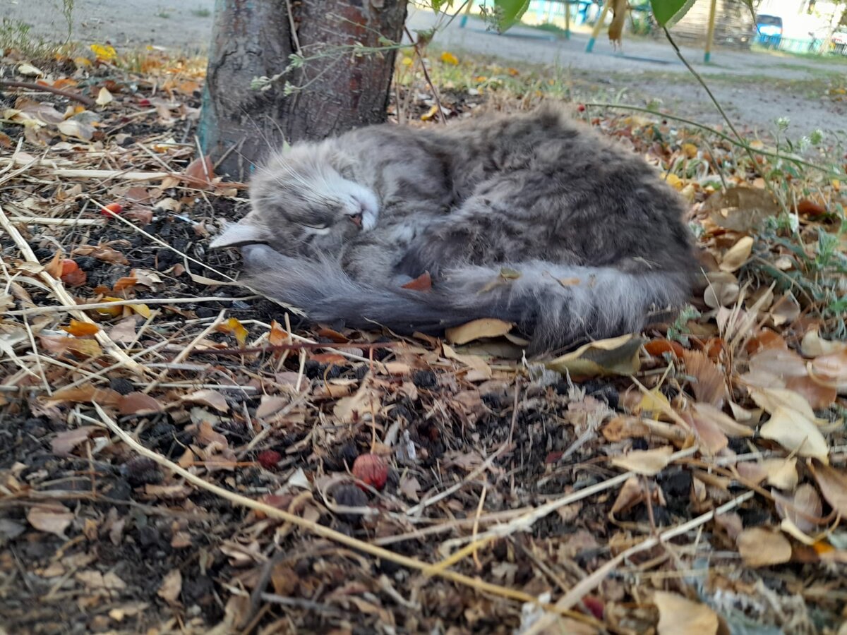 Фото автора. Дворовый кот