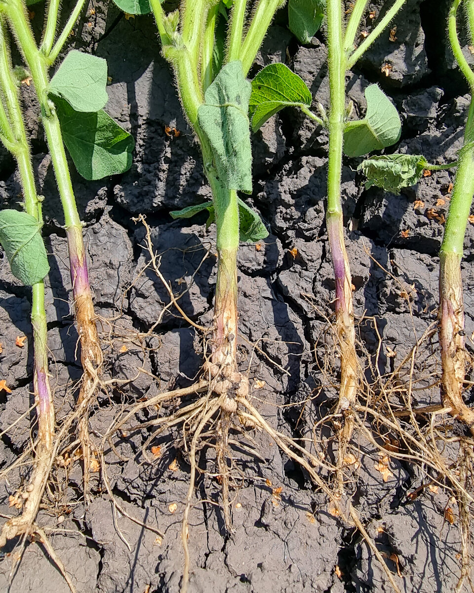 ПОЧЕМУ НЕТ КЛУБЕНЬКОВ НА СОЕ