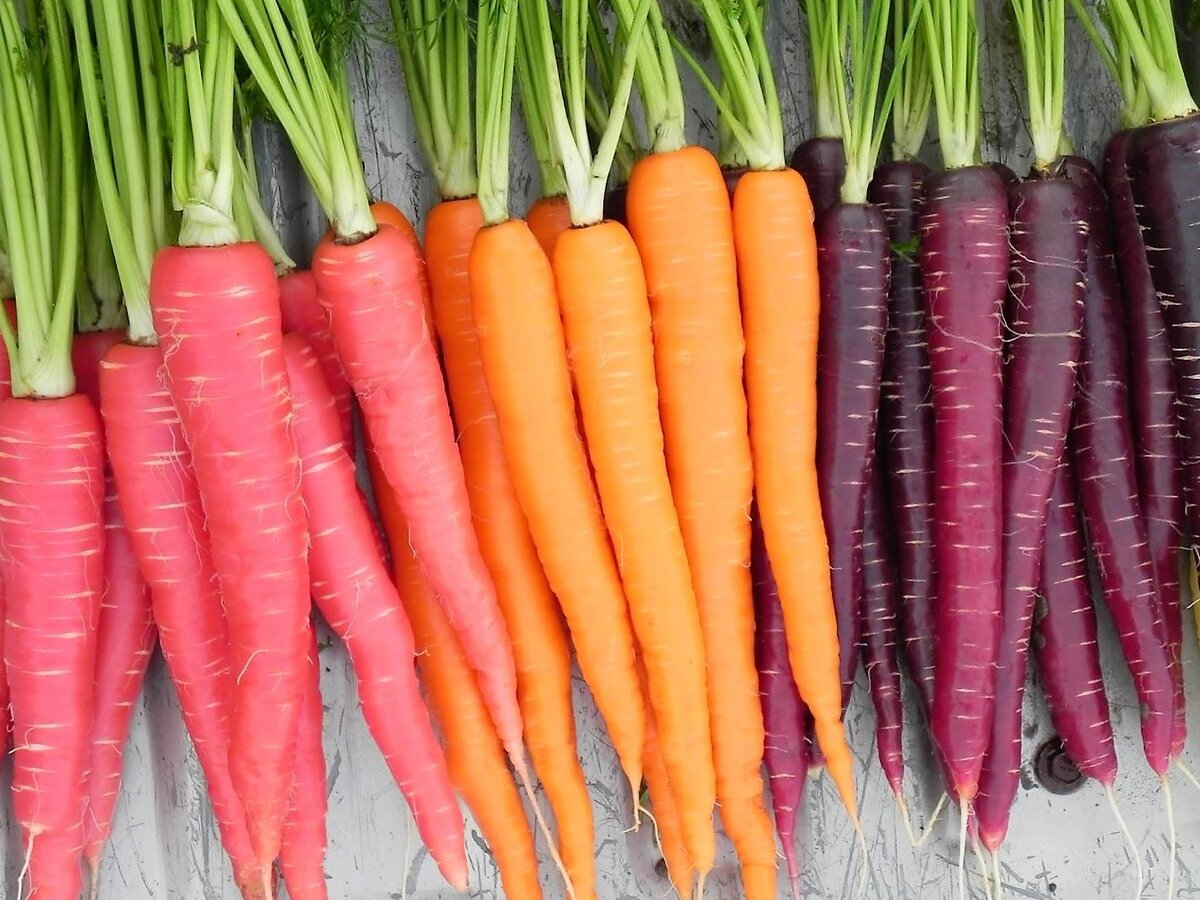 Лучшие сорта моркови по хранению, заготовкам. Какие лучше дражжированныеили обычные