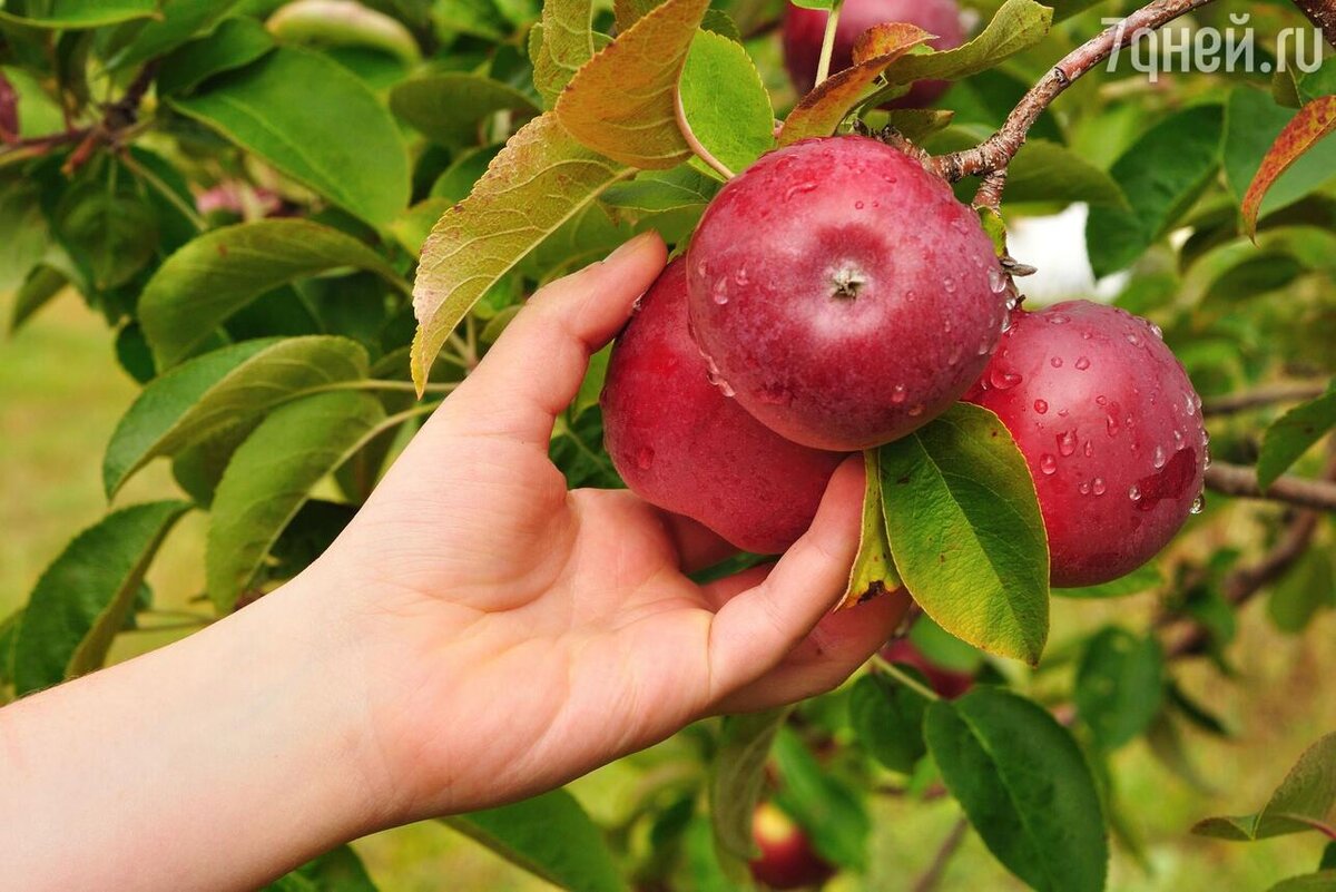    К чему снятся яблоки 123RF/legion-media.ru