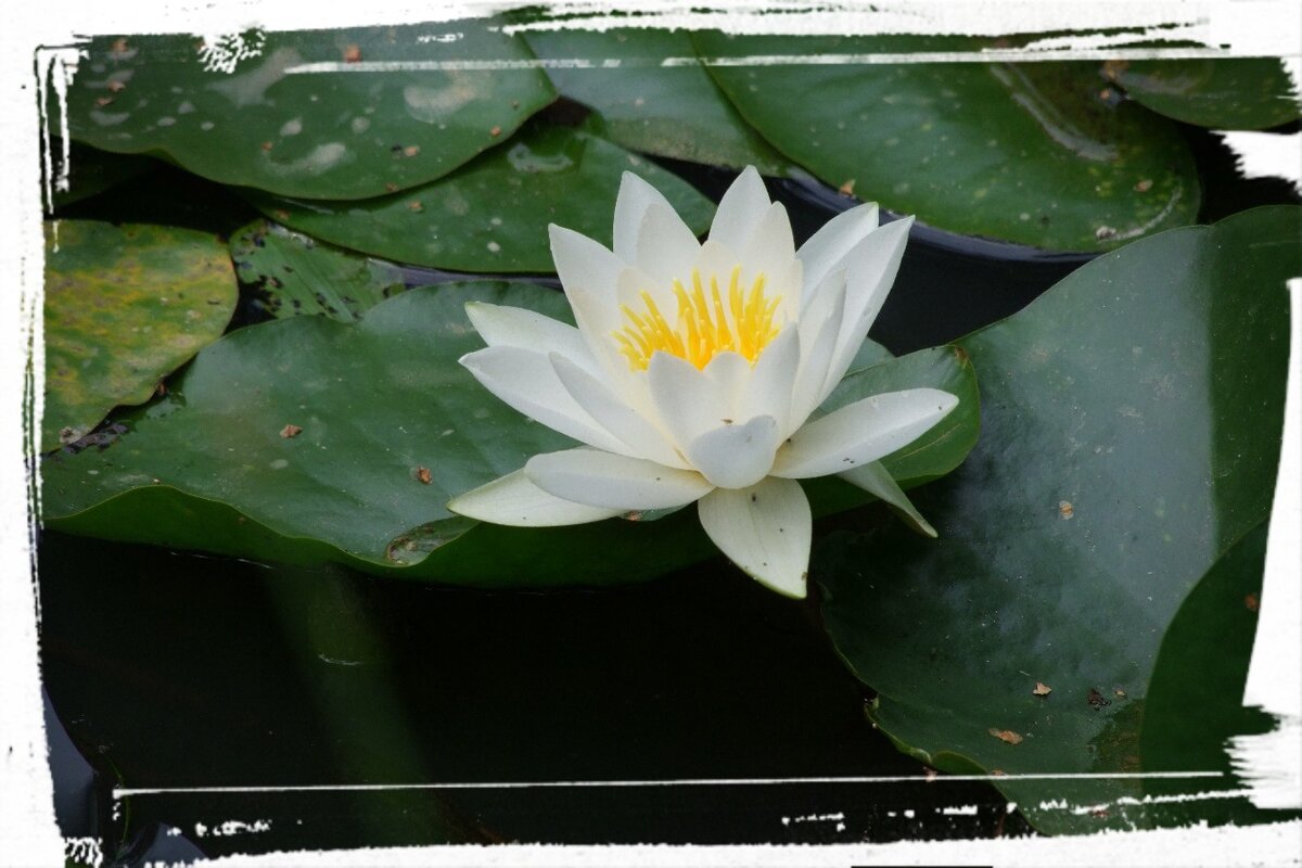 Белая кувшинка