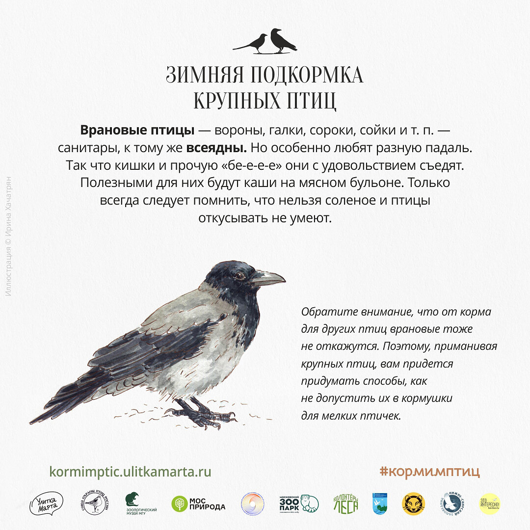 Шпаргалка из Марафона по организации зимней подкормке птиц. Иллюстратор Ирина Хачатрян