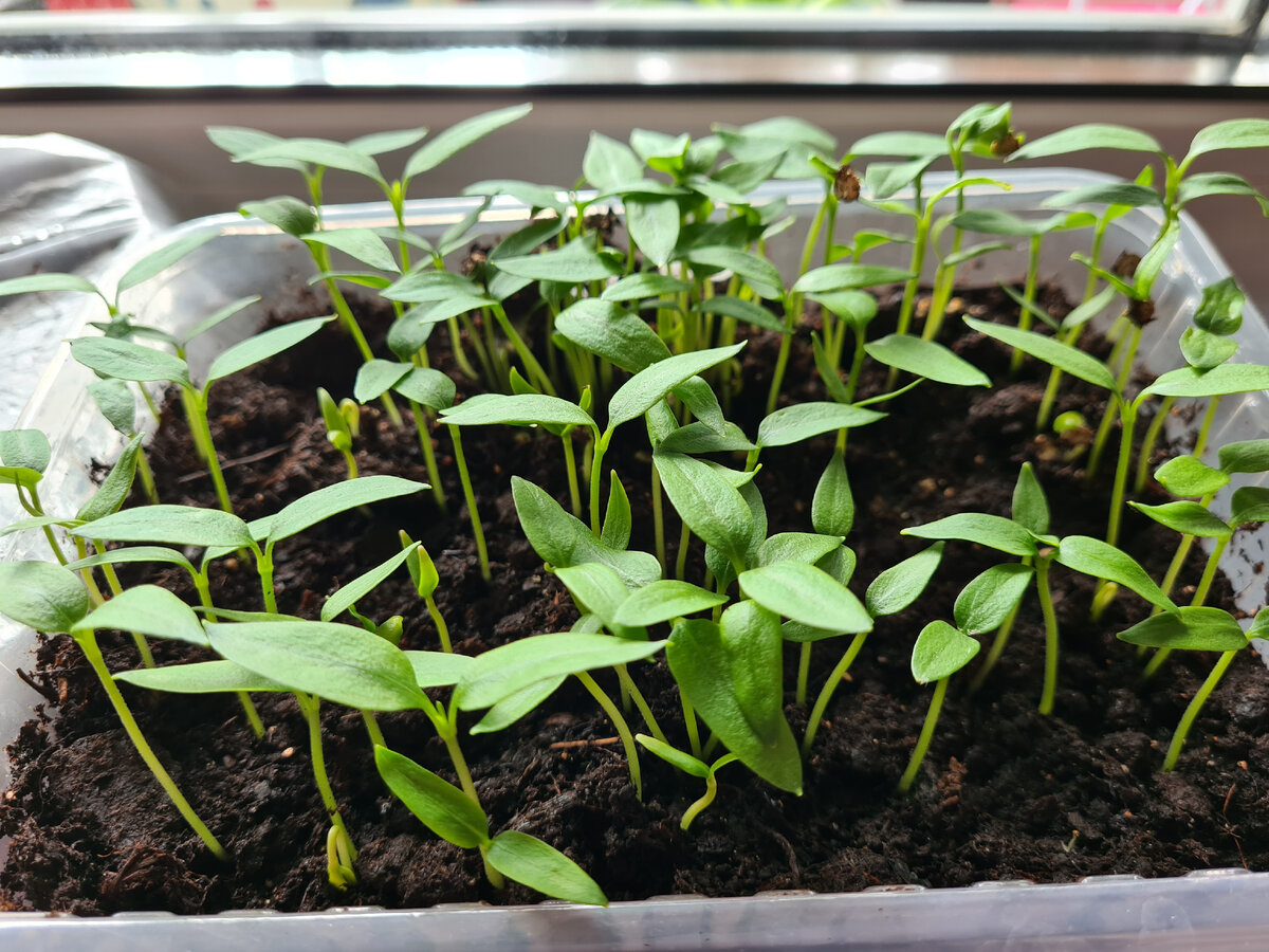 всходы 2023 года. фото автора.