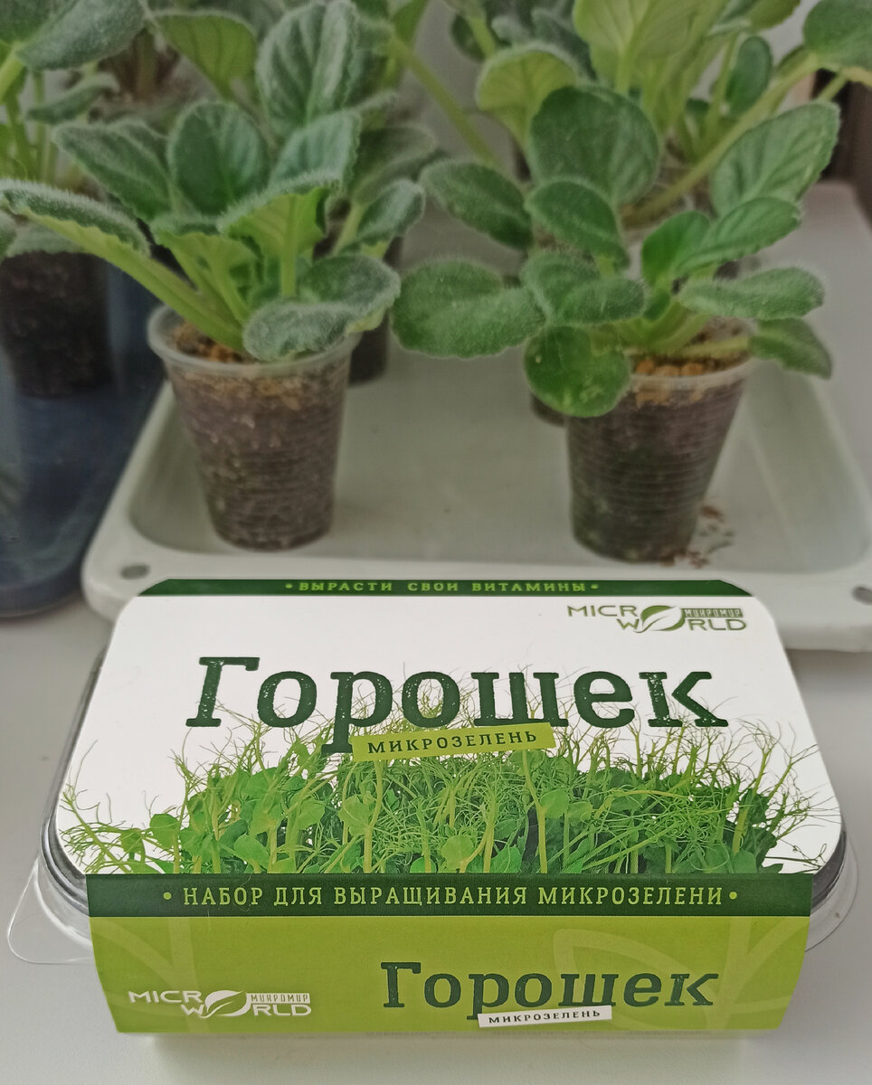 Выращивание микрозелени горошка в домашних условиях 🌱 День 1 и 2 |  Приготовлено с душой | Дзен