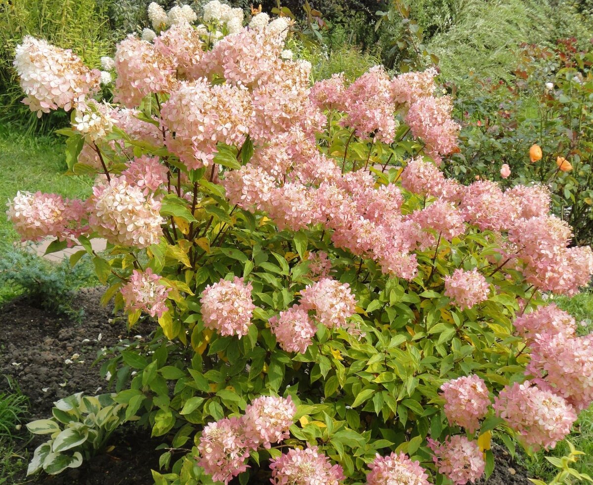    Посадив в саду одну гортензию, мы уже не можем остановиться: красота этого растения никого не оставляет равнодушным. Фото автора