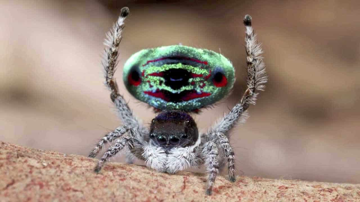 Паук хамелеон. Паук-Павлин (Maratus volans). Павлиний паук скакун. Maratus volans самка. Паук скакун Маратус.