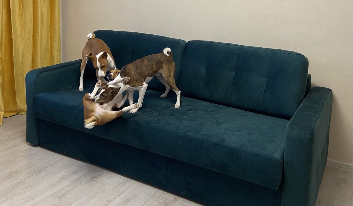 Нам с братьями весело. Фотография автора 