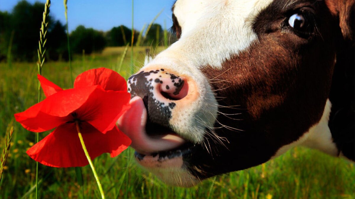 20 интересных фактов о коровах