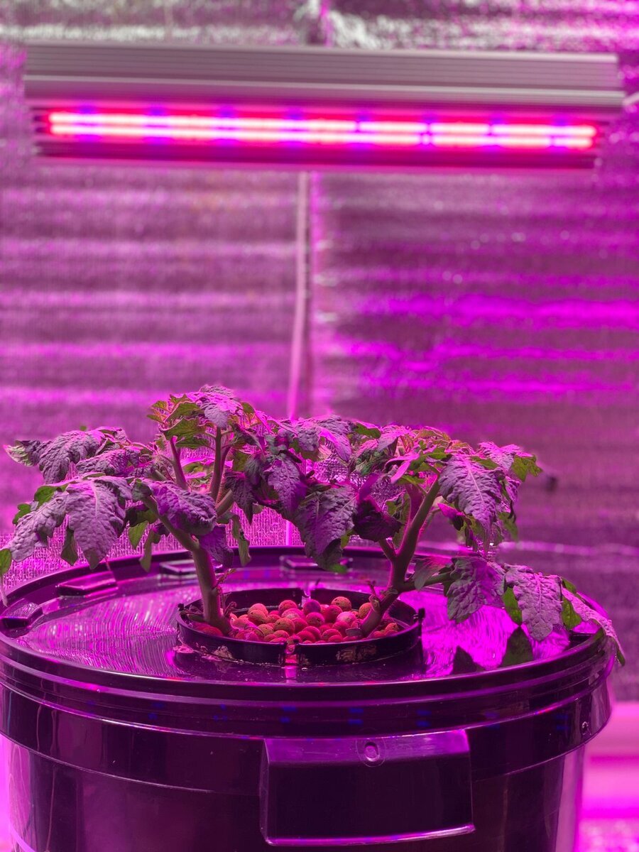 Детерминантные томаты под полноспектральной фитолампой