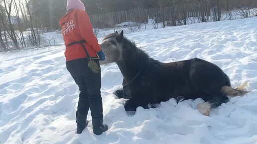 Изготовление конной амуниции для НХ в Севастополе