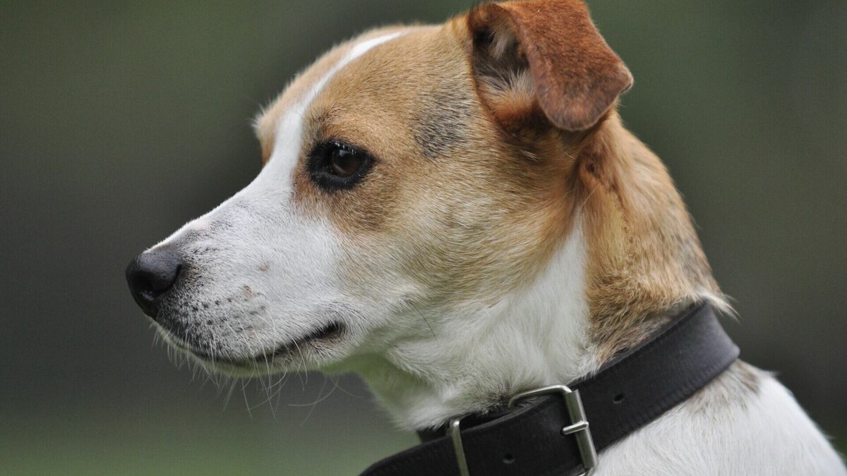     Собака едва не осталась без глаза. О случившемся горожане рассказали в соцсетях.