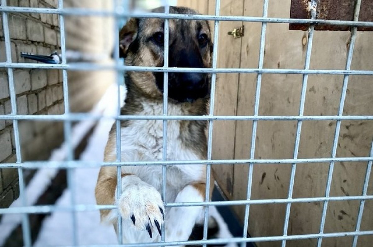    Собака напала на девочку во время экскурсии в свердловский питомник