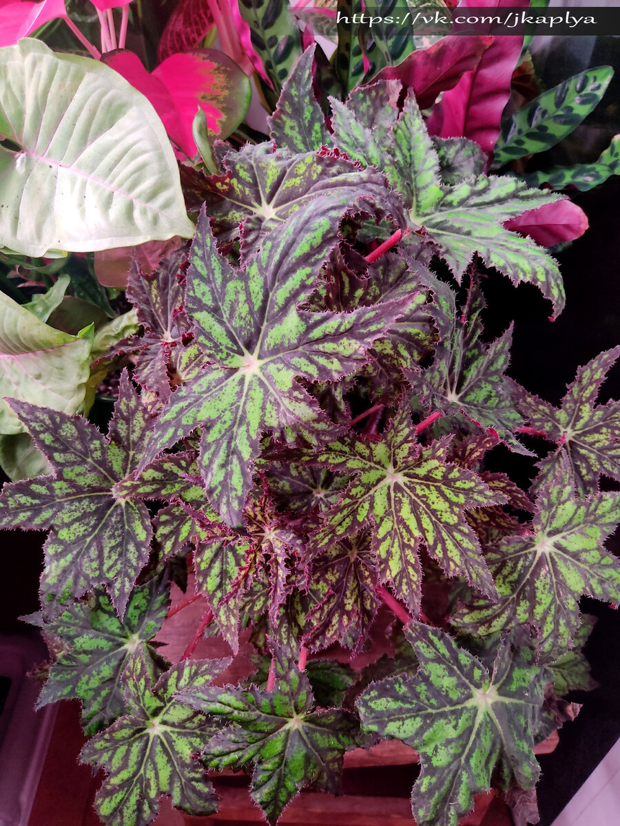 Бегония сорт ‘Phoe’s Cleo’