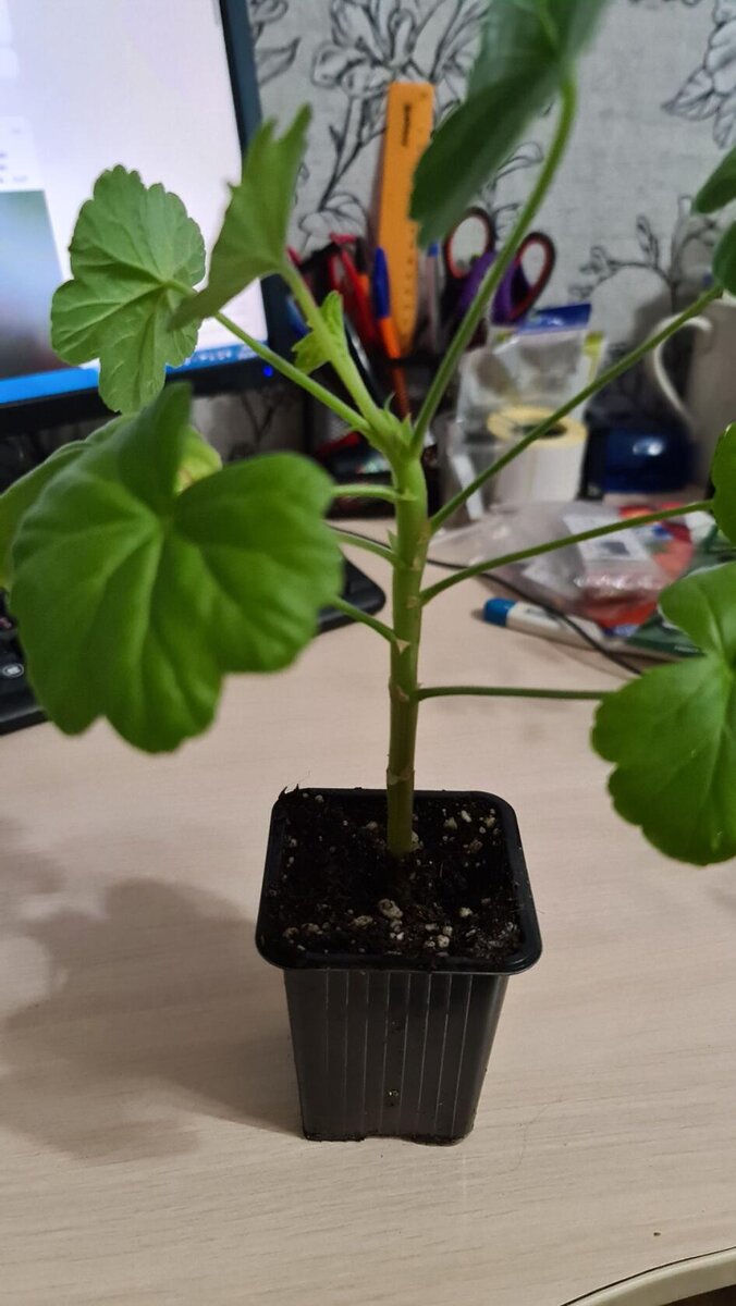 Декабрьский черенок пеларгонии 