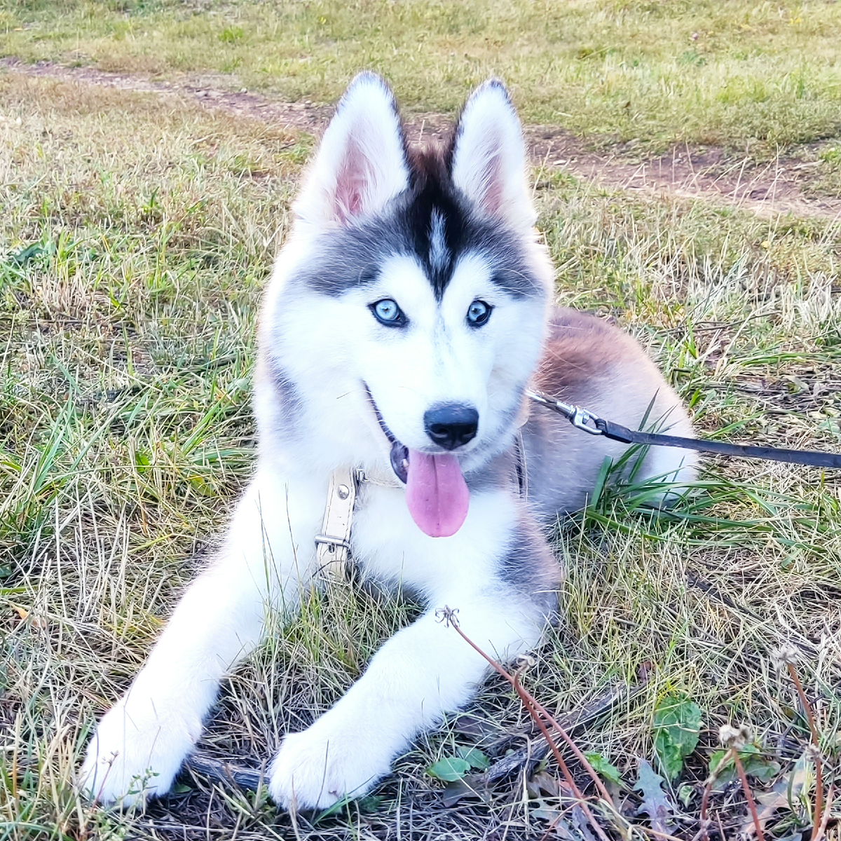 Хаски по имени Мани