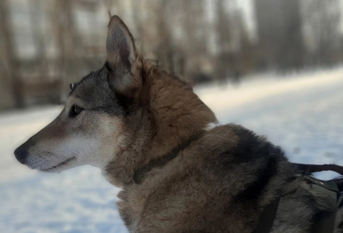 Ласка очень боится громких звуков по типу хлопков и выстрелов. 