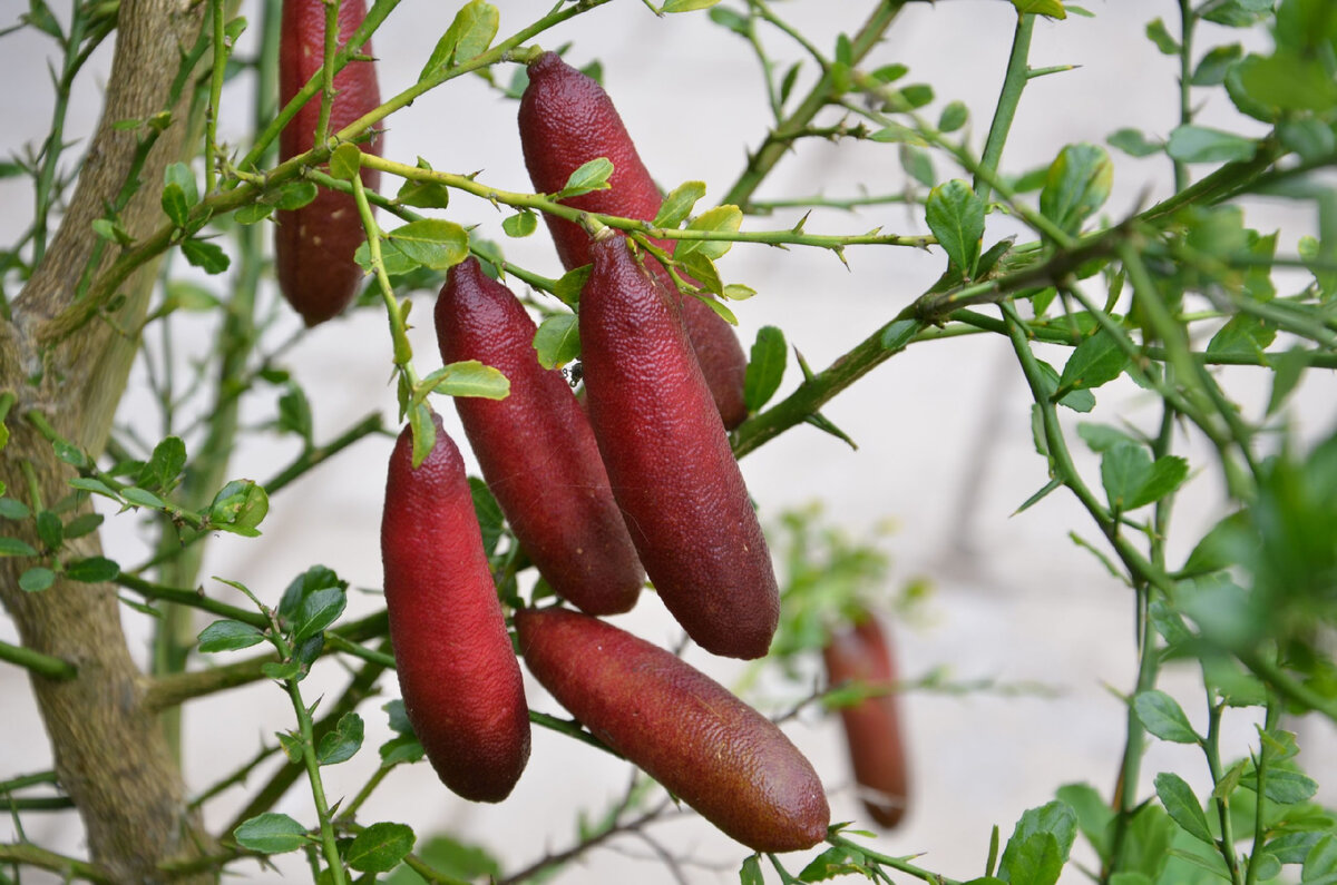 Пальчиковый лайм