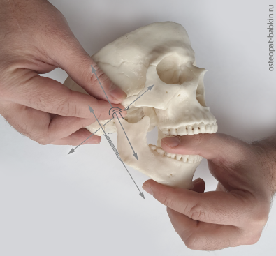 На рисунке показаны вектора соединительнотканных структур с которыми мы встречаемся из захвата нижняя челюсть - височная кость.