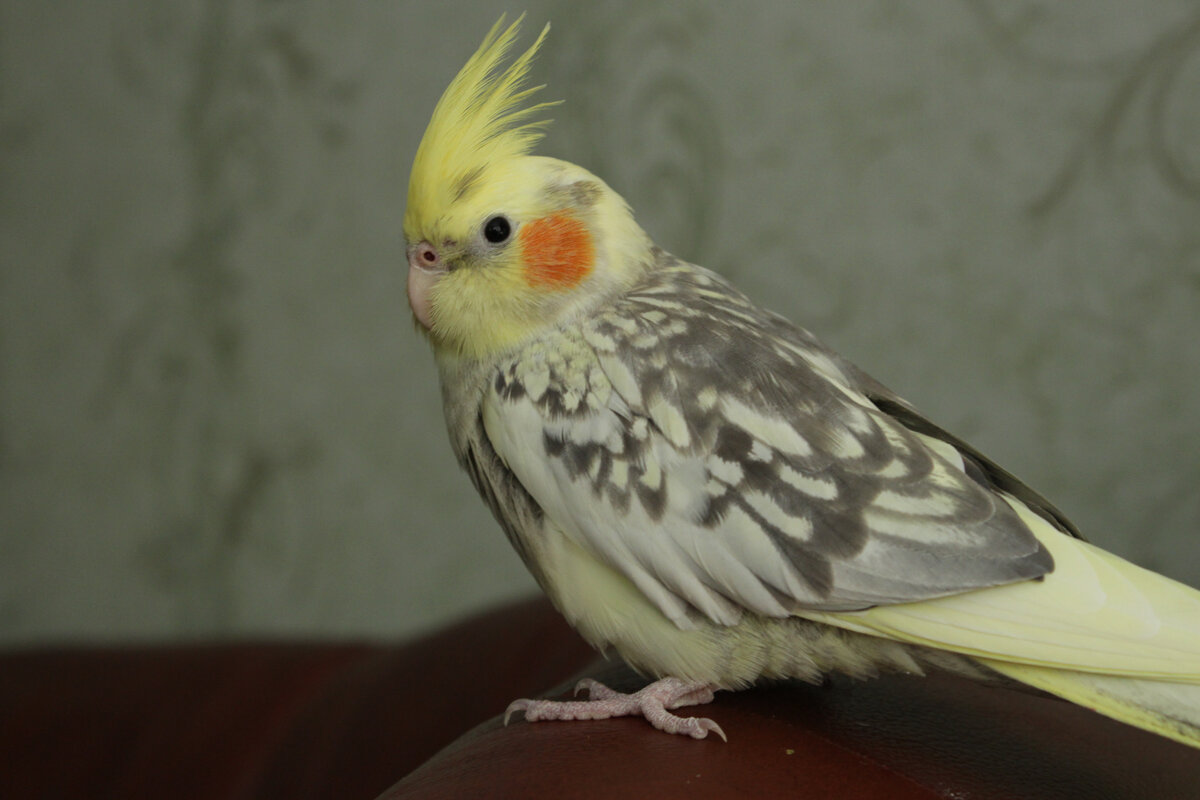 Пчёлка, наша первая корелла, единственная зоомагазинная. И, учитывая нашу неопытность в ту пору, нам с ней очень повезло. Фото автора.