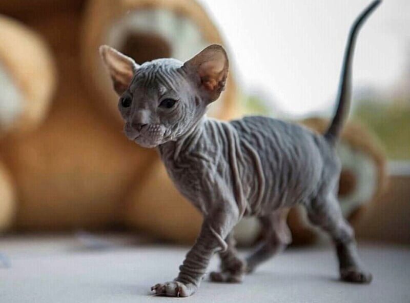 серый сфинкс котенок