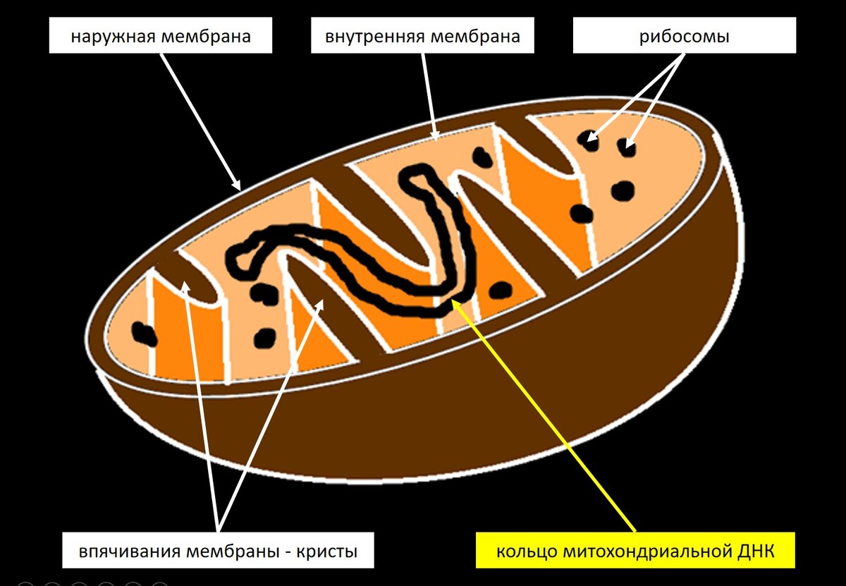 Внутреннее строение митохондрии