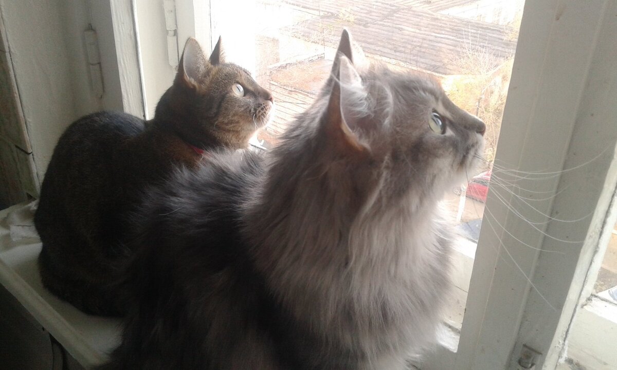 Фунтик и Маруся