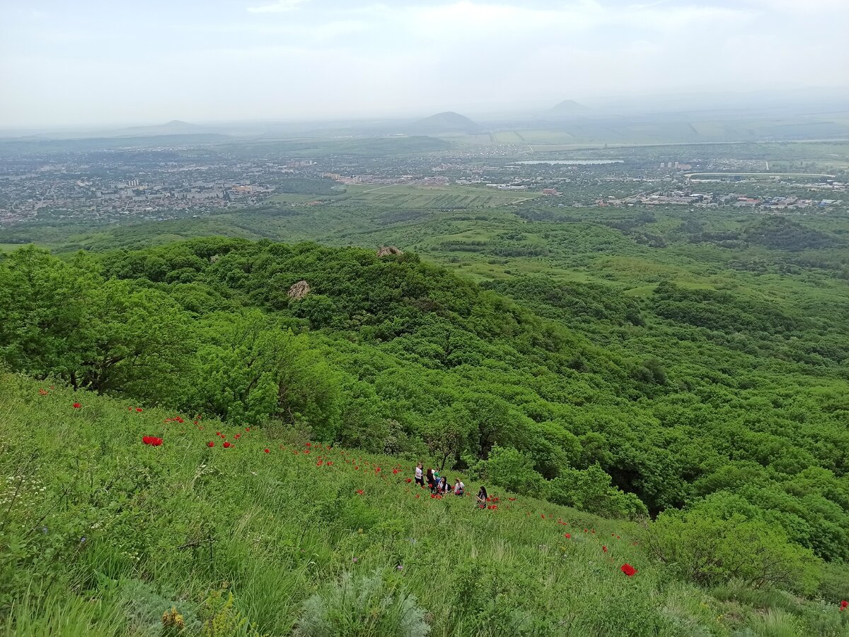 Реликтовые маки на Бештау