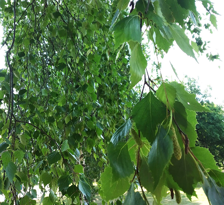 Карельская береза. Фото автора