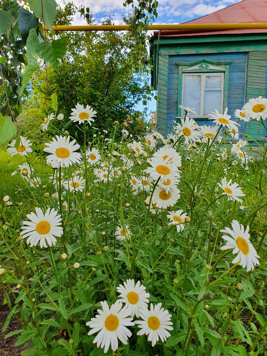 Ромашковый сад. Ромашковый сад фото.