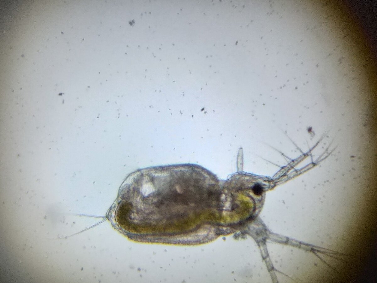 Дафния под микроскопом (увеличение в 40 раз)