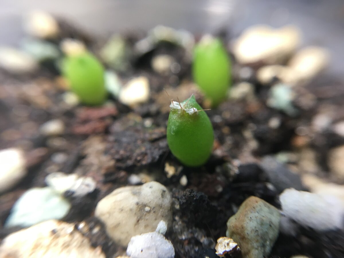 Astrophytum niveum PP398 (PP524), Cuatro Cinegas, Coah