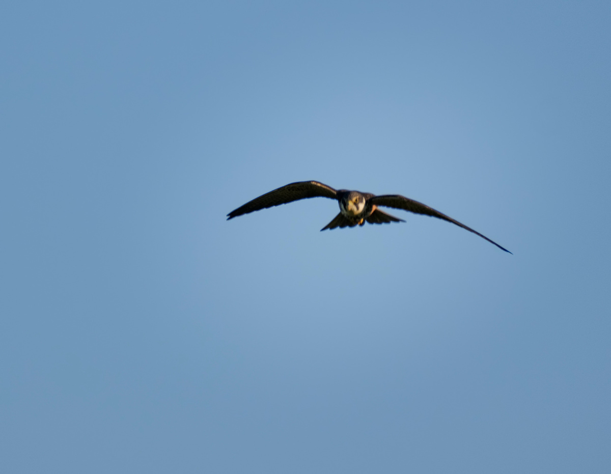 Сокол чеглок