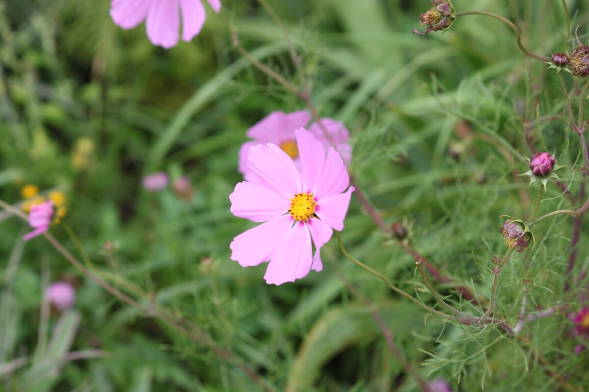С детства люблю этот цветок, некоторые его зовут "растрепа", смешное название.