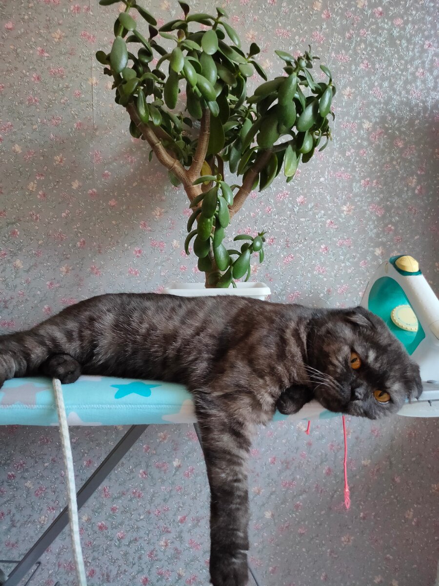 Фросе жарко