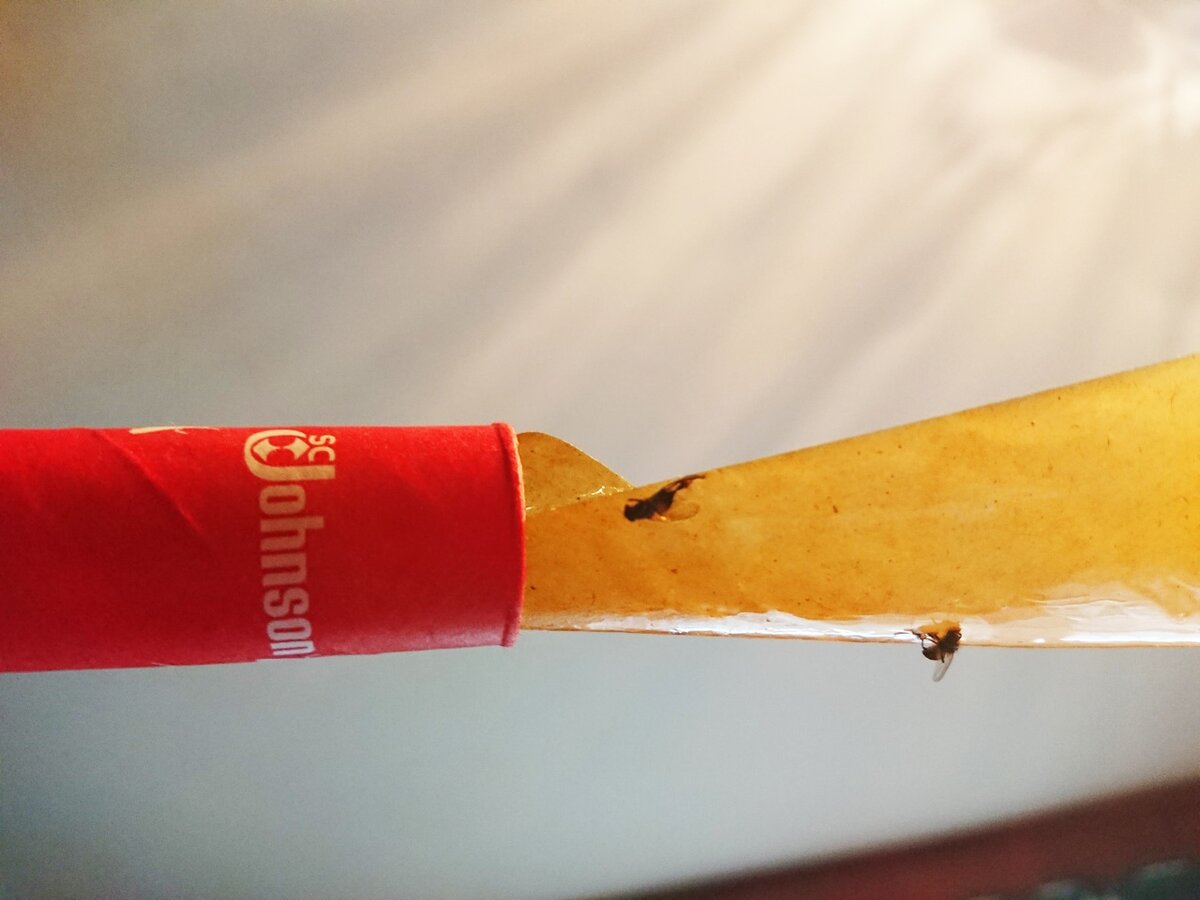 В итоге 19 мух за пару-тройку часов с открытой форточкой. Дальше мы сбились со счёту.. Минус этой ленты - быстрое высыхание в духоту.