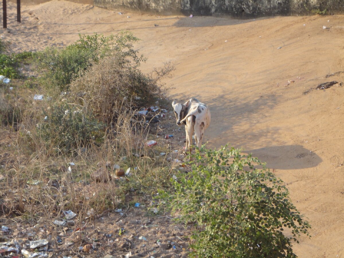 Типичные Гоанские пейзажи по пути в отель