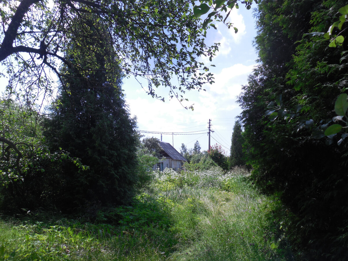 Чеснок среди травы едва виден. Тот участок за туями - это огород. Полоть, перекапывать и потом сидераты? Или до осени чем-нибудь накрыть, чтобы выжить оттуда сорняки?