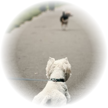 Бесплатный сток https://loon.site