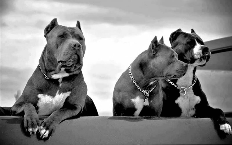 Как показывают исследования, коротко обрезанные, едва торчащие уши у собаки зачастую воспринимаются как признак агрессивности. Фото wallpaperaccess.com